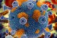 Ученые обнаружили ген, блокирующий смертельные вирусы — РИА Новости, 30.09.2021